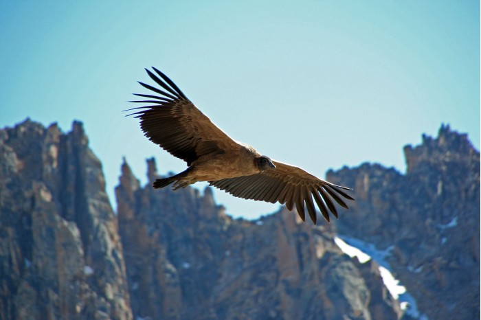 1280px-Condor_des_andes_immature.jpg