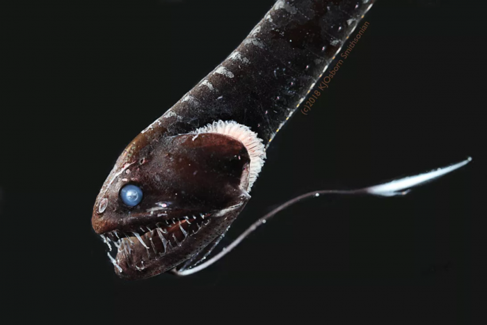 Screenshot_2020-07-17 ultrablackfish jpg（WEBP 图像，1092x728 像素） - 缩放 (87%).png