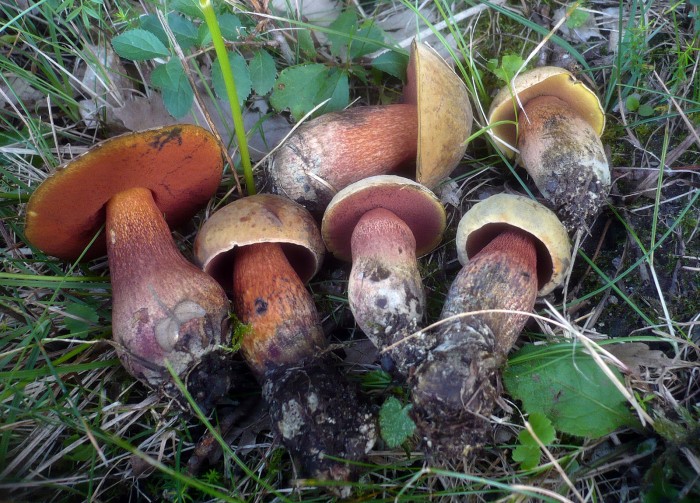 1600px-Boletus_luridus_239809.jpg
