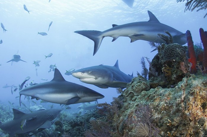 800px-Caribbean_reef_sharks_and_a_lemon_shark_.jpg