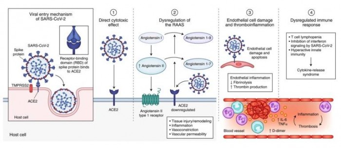 coronavirus-covid-19-extrapulmonary-manifestations-1.jpg