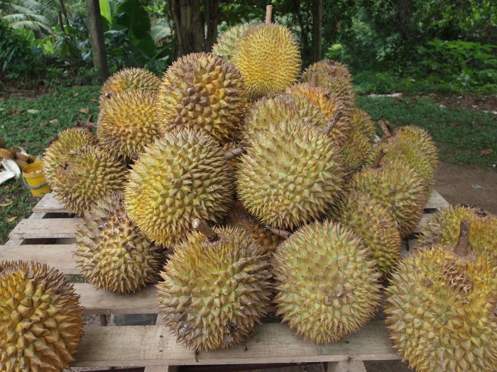 1600px-Durian.jpg