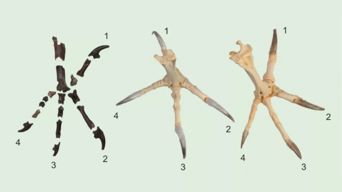 Screenshot_2020-08-05 55 million-year-old owl with 'murder feet' unearthed.png