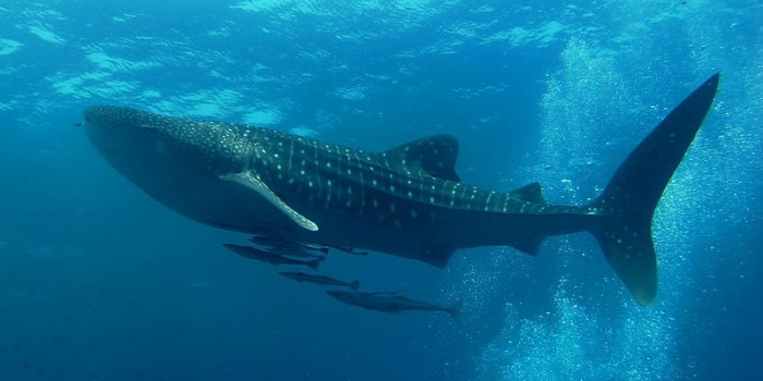 800px-Similan_Dive_Center_-_great_whale_shark.jpg