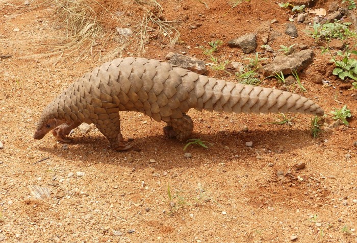 1600px-Pangolin_brought_to_the_Range_office,_KMTR_AJTJ_cropped.jpg