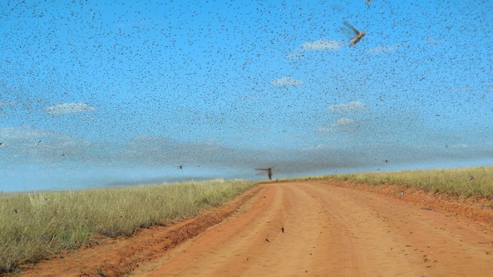 800px-Swarm_of_Locusts.jpg