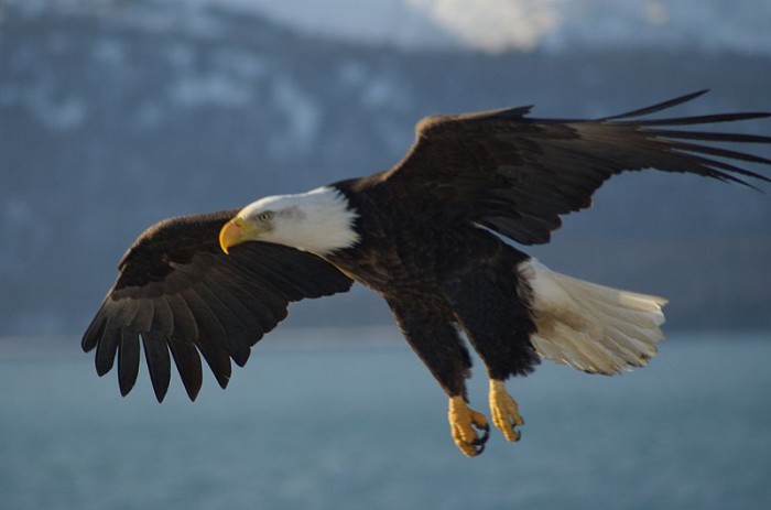 800px-Bald_Eagle_Alaska_(10).jpg
