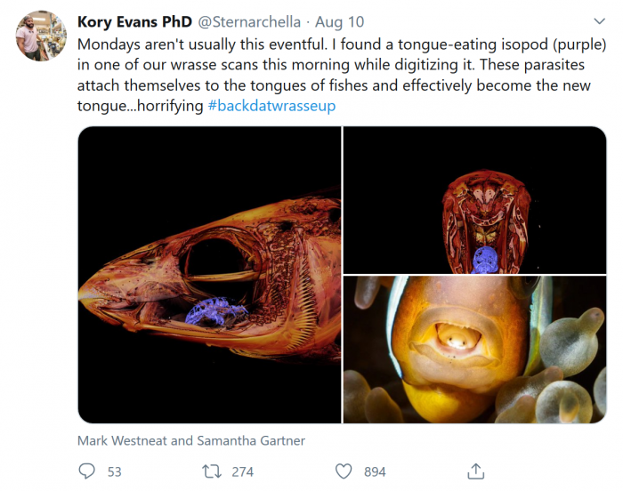Screenshot_2020-08-14 Kory Evans PhD on Twitter Mondays aren't usually this eventful I found a tongue-eating isopod (purple[...].png