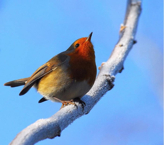 robin-bird-nature-animal-songbird-small-bird-animal-world-winter-feather.jpg