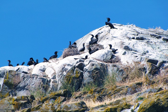 cormorants_and_guano_1050x700.jpg