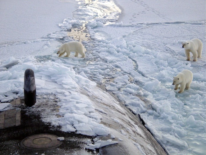 Polar_bears_near_north_pole.jpg