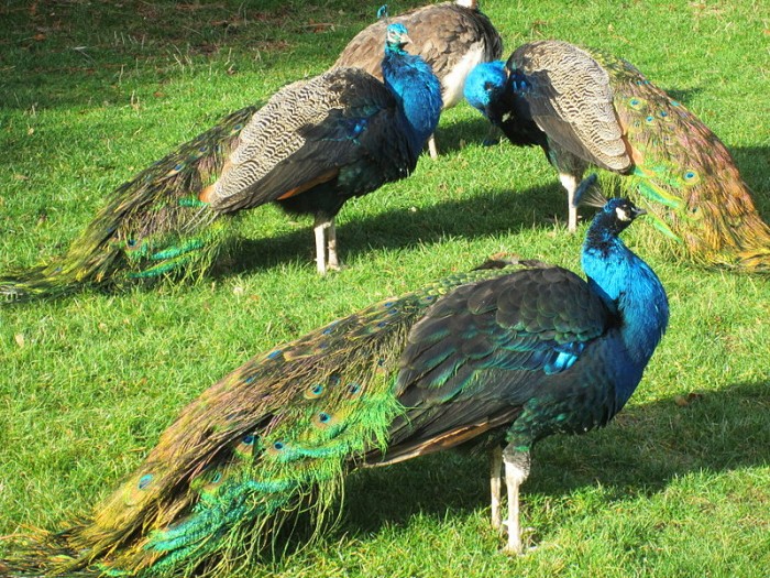 800px-Peacocks_at_Royal_Roads_University,_British_Columbia_(2012)_-_5.jpg
