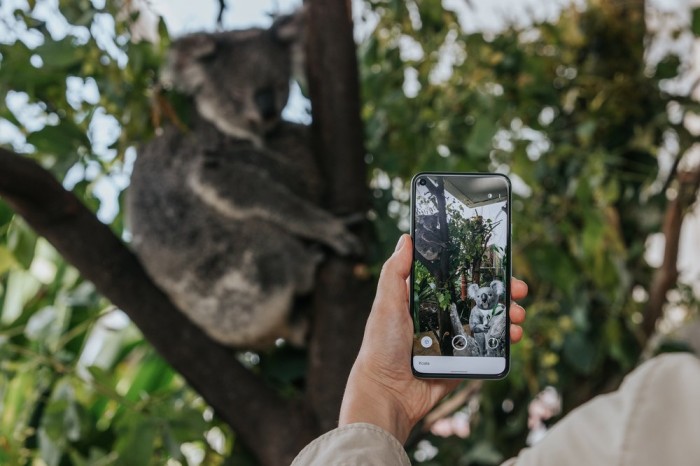 Koala1.max-1000x1000.jpg