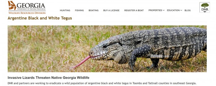 Screenshot_2020-12-10 Argentine Black and White Tegus Department Of Natural Resources Division.jpg