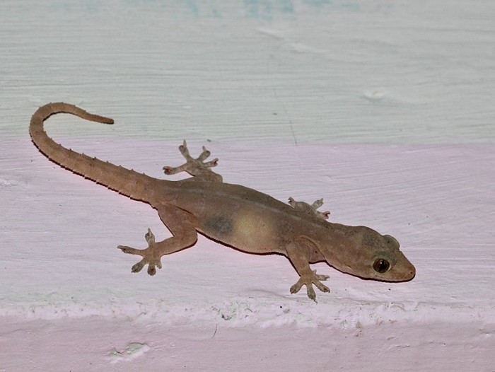 799px-Asian_House_Gecko_from_bangalore.jpg