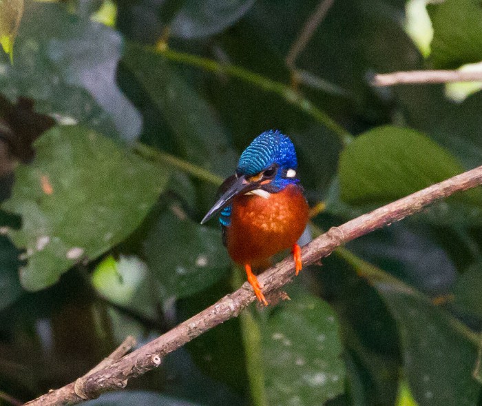1024px-GJSheppard-Blue-eared_Kingfisher.jpg