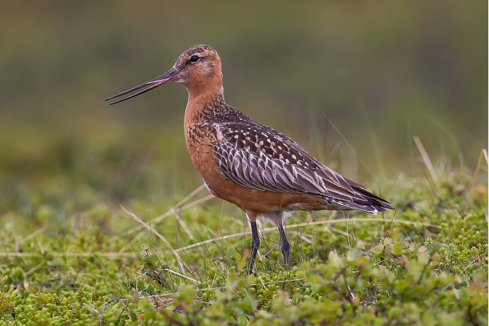 1600px-Bar-tailed_Godwit.jpg