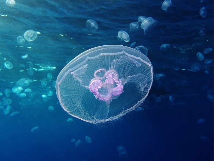 799px-Moon_jellyfish_at_Gota_Sagher.jpg