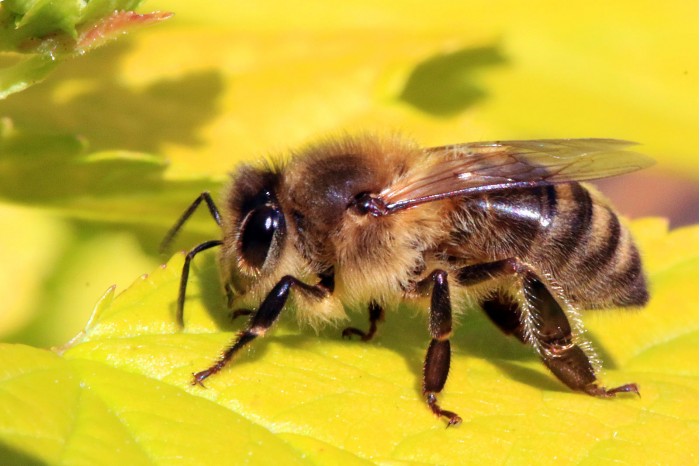 1600px-Honey_bee_(Apis_mellifera).jpg