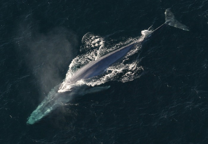blue-whale-1198719_1280.jpg