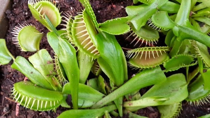 800px-Venus_flytrap_in_Utopia_park_Israel_-_01.jpg