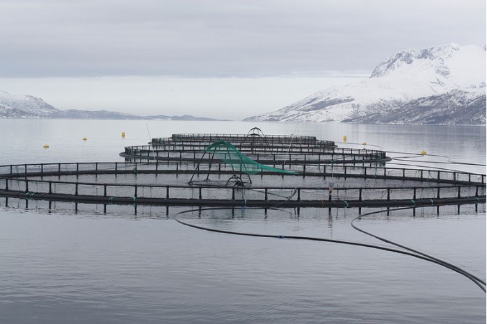 800px-Fish_cages.jpg