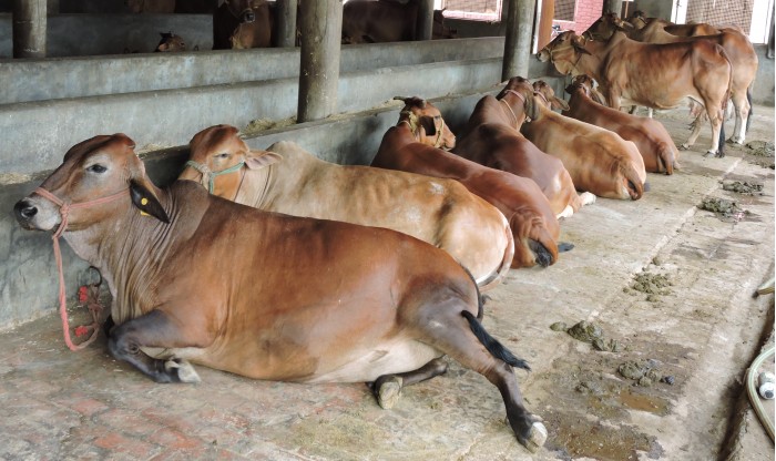 Sahiwal_cows_at_the_dairy_unit_attached_to_Bhai_Ram_Singh_Memorial_Gurudwara_Bhaini_Sahib_Ludhyana_Punjab_India.jpg