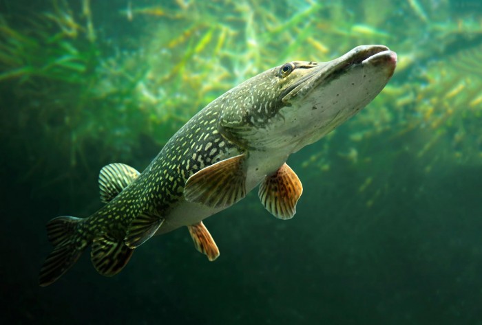 Northern-Pike.jpg