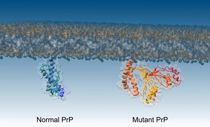 PrP-Proteins-777x472.jpg
