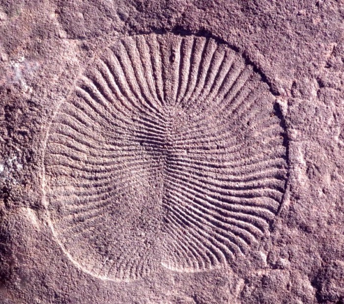 Fossil-of-Dickinsonia.jpg