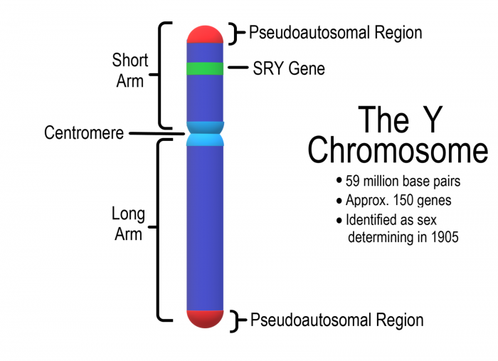 1600px-Y_Chromosome.png