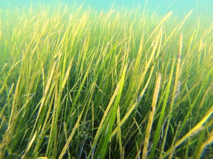 Seagrass-Underwater.jpg