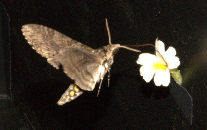 Carolina-Hawkmoth-777x489.jpg