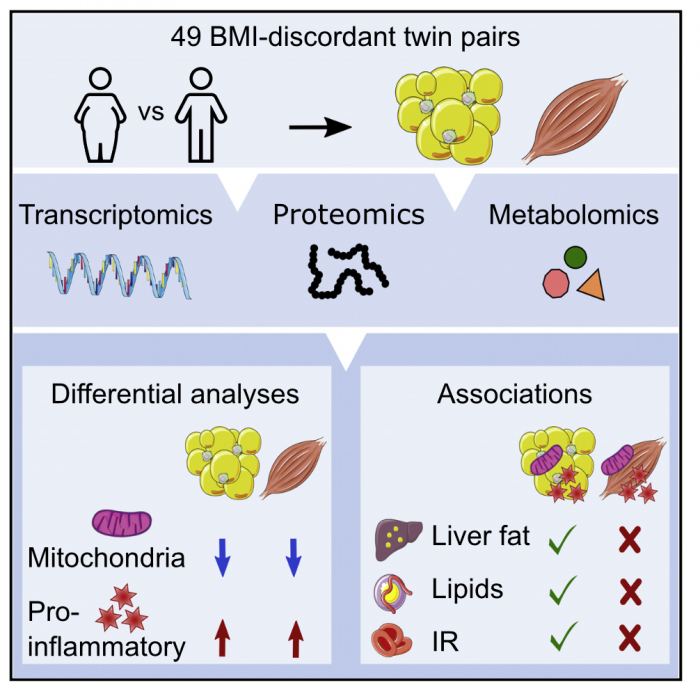 Screenshot_2021-04-12 Molecular pathways behind acquired obesity adipose tissue and skeletal muscle multiomics in monozygot[...].png