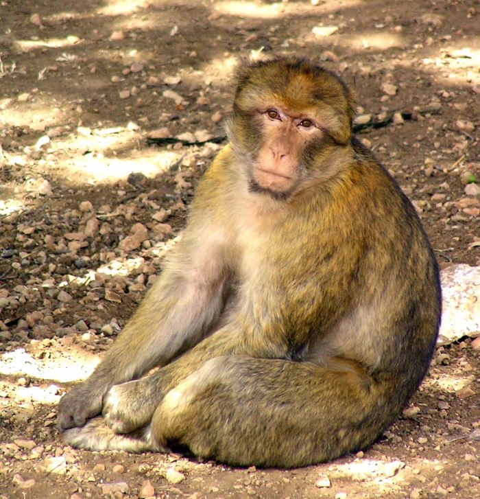 1153px-Macaca_sylvanus_Morocco_1.jpg