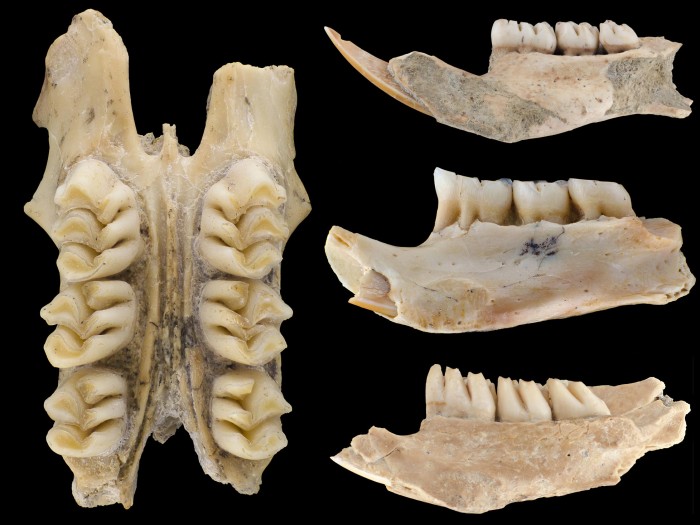 Fossil-Cloud-Rat-Teeth.jpg