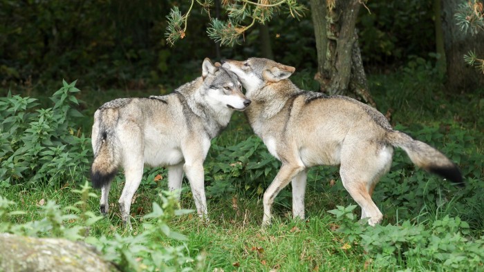 Wolves-Mating-Relatives-scaled.jpg