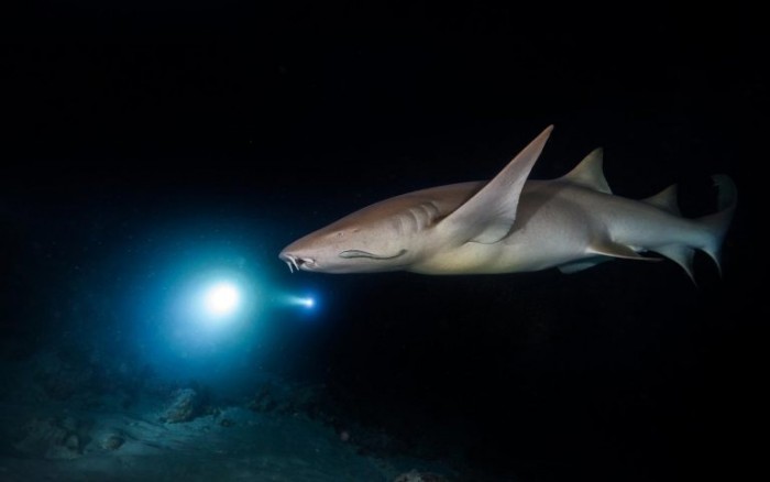 Bonnethead-Shark-Hunting-at-Night-768x480.jpg