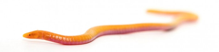 Northern-Sao-Tome-Caecilian.jpg