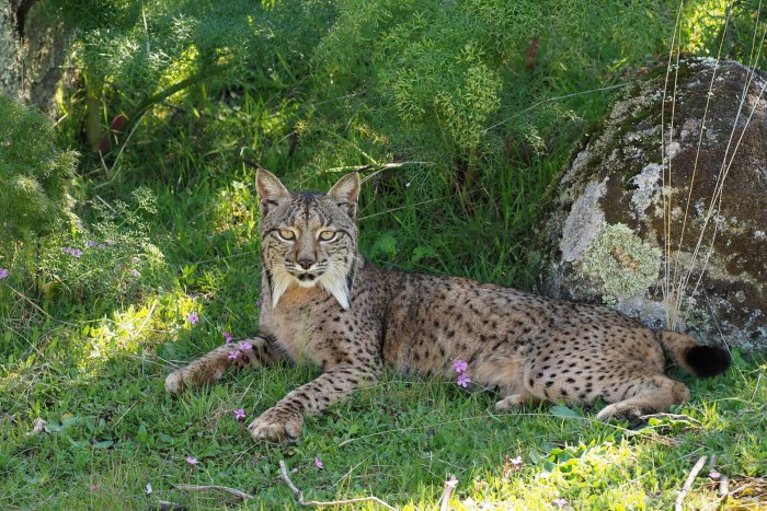 1920px-Female_Iberian_Lynx_(Lynx_pardinus),_La_Lancha,_Parque_natural_de_la_Sierra_de_Andújar,_Andalucía,_España_-_Flickr_-_Frank.Vassen.jpg