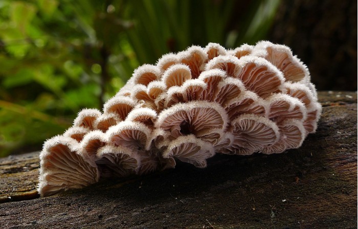 Schizophyllum_commune_(Split_gill)_(33389628036).jpg