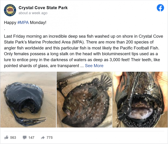 Screenshot_2021-05-19 Strange deep-sea anglerfish with teeth 'like pointed shards of glass' washes up on shore.png