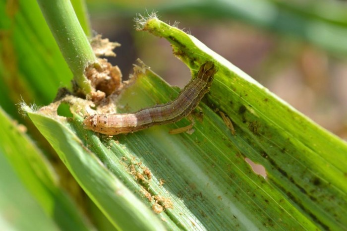 Fall-Armyworm.jpg