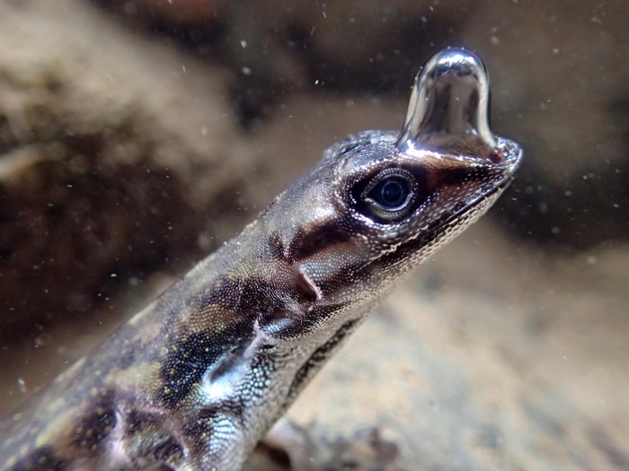 Anolis-Lizard-Rebreathing-With-Bubble-scaled.jpg