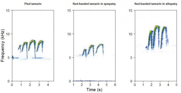 Spectrograms-Showing-Red-Handed-Tamarin-and-Pied-Tamarin-Calls-777x401.jpg