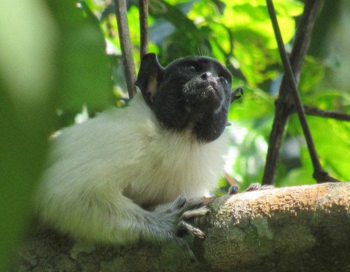 Pied-Tamarin-Saguinus-bicolor-777x604.jpg