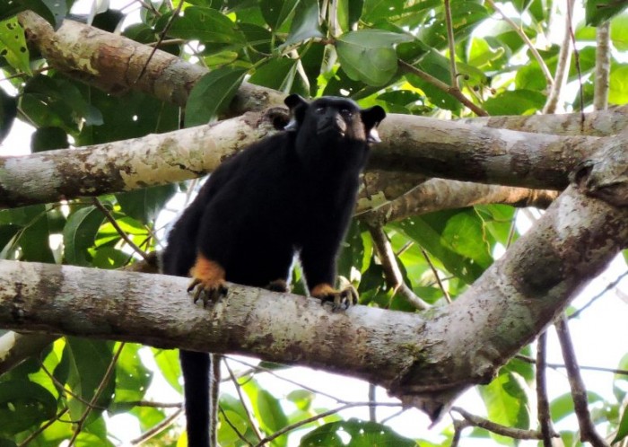 Red-Handed-Tamarin-Saguinus-midas-777x553.jpg
