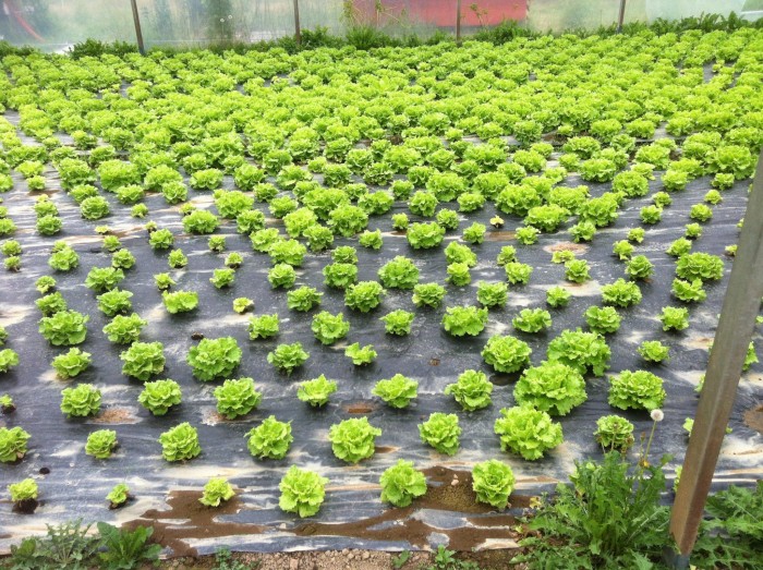 Productive-Lettuce-Yield-Using-New-Biodisinfestation-Method-2048x1530.jpg