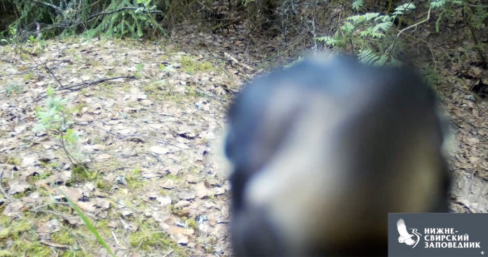 Watch-a-Woodpecker-Methodically-Demolish-a-Wildlife-Camera-800x420.jpg