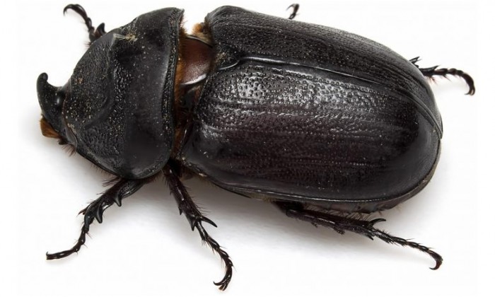 Rhinoceros-Beetle-777x466.jpg